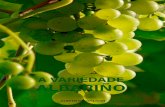 A VARIEDADE ALBARIÑO · 4 O Albariño Esta variedade de uva branca é a que máis superficie ocupa nas denominacións de orixe e indicacións xeográficas protexidas de Galicia.