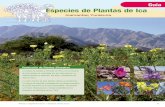 Guía Especies de Plantas de Ica - static1.kew.orgstatic1.kew.org/science/tropamerica/peru/resources/Plantas_de_Ica... · 52 Plantas y Vegetación de Ica – Especies claves de Ica