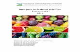 Guía para los trabajos prácticos Fruticultura 2018aulavirtual.agro.unlp.edu.ar/pluginfile.php/321/course/section/261... · los siguientes: -Guía (o eje): Es la prolongación central