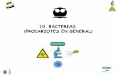 10. BACTERIAS. (PROCARIOTES EN GENERAL) - [DePa] Departamento de ...depa.fquim.unam.mx/.../T-Presentaciones/Tema10/T-10-Bacterias-181.… · Diversidad nutricional y metabólica de