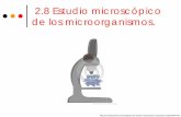 2.8 Estudio microscópico de los microorganismos.depa.fquim.unam.mx/amyd/archivero/7fTinciones_27340.pdfFrotis Una capa delgada de muestra extendida sobre un portaobjetos que permite