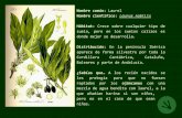 Nombre científico: Laurus nobilis - turismomediocudeyo.es · Nombre común: Laurel Nombre científico: Laurus nobilis Hábitat: Crece sobre cualquier tipo de suelo, pero en los suelos