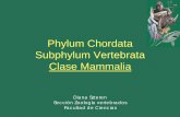 Phylum Chordata Subphylum Vertebrata Clase Mammalia Mamiferos... · Reptiles “mamaliformes” de la Subclase Synapsida- Orden Therapsida ... - SISTEMA CIRCULATORIO - Alta actividad,