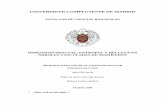UNIVERSIDAD COMPLUTENSE DE MADRID - …eprints.ucm.es/8135/1/T30340.pdf · Vaca ... miento de la microanatomía del sistema circulatorio.