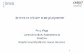 Recerca en cèl.lules mare pluripotents - academia.cat€¦ · nuclear reprogramming (Somatic Cell Nuclear Transfer - SCNT and induced Pluripotent Stem Cells - iPS) Pluripotent stem