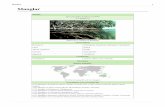 Manglar - antolus2003.files.wordpress.com · Uno de los manglares más grandes del mundo, son los del río amazonas. Manglar 3 ... precipitación-evaporación, y a las características