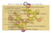 Tema 3.- Biomoléculas orgánicas I: glúcidos. · La aparición del nuevo carbono anomérico tiene como consecuencia que se formen dos nuevos isómeros que denominaremos α y β.