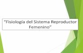“Fisiología del Sistema Reproductor Femenino” · Oviductos o trompas de Falopio • Reciben al ovocito II luego de la ovulación. ... • Lugar donde se realiza la fecundación.