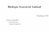 Biología Sensorial Animal - dbbe.fcen.uba.ar · la navegación se ve afectado por la luz que entra en el ojo del ave. Aunque todavía no se entiende por completo el mecanismo físico