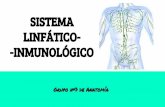 SISTEMA LINFÁTICO- -INMUNOLÓGICOanatomia1bach.weebly.com/uploads/8/8/5/7/8857465/sistemas_linf... · ¿Qué es el sistema linfático? ... inmunológica correspondiente. ... es el