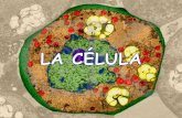 MORFOLOGÍA Y ESTRUCTURA DE LA CELULAiespoetaclaudio.centros.educa.jcyl.es/sitio/upload/celula__1bach.pdf · Bacteria flagelada . ESTRUCTURA DE LA CÉLULA EUCARIOTA Membrana plasmática