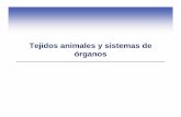 Tejidos animales y sistemas de órganos - …academic.uprm.edu/~jchinea/cursos/CIBI/tejidos.pdf · Tejidos animales y sistemas de órganos. Homeostasis en animales Las partes del