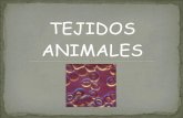 TEJIDOS ANIMALES - ieslaasuncion.org · Las funciones principales del tejido epitelial son: Revestimiento de superficies (epidermis) Protección contra daño mecánico, evaporación