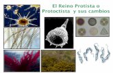 El Reino Protista o Protoctista y sus cambiossgpwe.izt.uam.mx/files/users/uami/aura/PROTISTAS_A.pdf · Los protistas fotosintéticos contienen diferentes tipos de pigmentos , para
