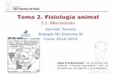 Tema 2. Fisiología animal - dpbiologia.weebly.comdpbiologia.weebly.com/uploads/2/...t2.fisiologia_animal_movimiento... · Germán Tenorio Biología NS-Diploma BI Curso 2014-2016