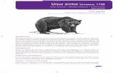 Ursus arctos Linnaeus, 1758 - mapama.gob.es · vas. Una de ellas incluye a los osos cantábricos, pirenaicos y a los del sur de Escandinavia. Los osos es-lovenos del Pirineo pertenecen