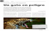 Presente y futuro del yaguareté Un gato en peligro · El conocimiento de la Panthera onca – por su nombre científico– en el país to-davía es escaso y desparejo. Para las Yun-