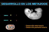DESARROLLO EN LOS METAZOOS - …iespoetaclaudio.centros.educa.jcyl.es/sitio/upload/desarrollo... · TIPOS DE DESARROLLO EMBRIONARIO Se desarrollan en huevos, que son depositados en