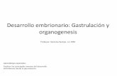 Desarrollo embrionario: Gastrulación y organogenesis · desarrollo embrionario. Gastrulación Línea Primitiva (día 15) •1º engrosamiento y después una línea corta en la superficie
