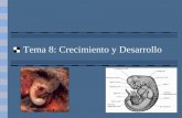 Tema 8: Crecimiento y Desarrollo - Introducciónmariagonzalezu.weebly.com/uploads/6/3/2/2/6322285/... · Fases del desarrollo embrionario •Segmentación: el zigoto se transforma