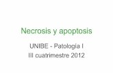 UNIBE - Patología I III cuatrimestre 2012 · cuerpos apoptóticos. •Fagocitosis de las células apoptóticas. Apoptosis: morfología •Las membranas plasmáticas permanecen impermeables