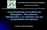Cianobacterias en la Bahía de Mayagüez y su relación …gers.uprm.edu/pdfs/pres_yvette07.pdf · Determinar la relación entre la densidad de Cianobacterias y la concentración