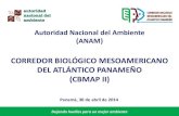 Autoridad Nacional del Ambiente (ANAM) Corredor …produccionsostenibleybiodiversidad.org/wp-content/documentos/... · Reproducción de orquídeas in vitro 2 ... Total de IAs del