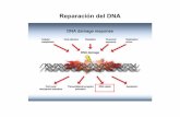 Reparación y Recombinación del DNA - pccgenfq · MECANISMOS DE REPARACION 1- Sistemas de Reparación directos • Enzimas que revierten directamente el daño. ... No intervienen