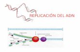 REPLICACIÓN DEL ADN - sgpwe.izt.uam.mxsgpwe.izt.uam.mx/files/users/uami/acym/REPLICACION_DEL_ADN.pdf · REPLICACIÓN DEL ADN . Dogma central . Posibles modelos de replicación .