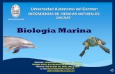 Presentación de PowerPoint - ..: UABC - Facultad de ...oceanologia.ens.uabc.mx/aformar/documentos/presentaciones/san_bla… · LIC. EN ADMINISTRACION DE RECURSOS NATURALES. INGRESO.