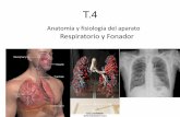 Anatomía y fisiología del aparato Respiratorio y Fonadoriesvinalopo.com/departamentos/biologia/wp-content/uploads/2017/01/... · • ESPIRACIÓN (Pasiva) - Los músculos intercostales