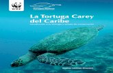 La Tortuga Carey del Caribe - latinamericanseaturtles.com · Naturaleza (UICN). Representa a ... y compañeros de trabajo que aportaron tiempo, ideas y ... limitada y, tal vez, manteniendo