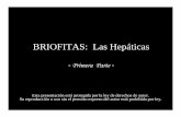 BRIOFITAS: Las Hepáticas - botanicarum.weebly.combotanicarum.weebly.com/uploads/5/4/7/6/54762723/074_hepaticas... · Del talo de Marchantia se elevan estructuras en forma de poste,