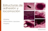 Estructuras de adhesión y locomoción - [DePa ...depa.fquim.unam.mx/amyd/archivero/U2d_Estructuras...Ventajas de las biopelículas. El interés en los biofilms tiene que ver con la