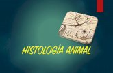 T-3.2 HISTOLOGIA ANIMAL - pedropablomoreno.com · tejido muscular cÉlulas: fibras musculares (miocitos), muy alargadas y con gran abundancia de miofilamentos proteicos de actina