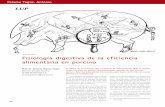Fisiología digestiva de la eficiencia alimentaria en porcinoaxonveterinaria.net/web_axoncomunicacion/criaysalud/45/cys_45_Fis... · 5,75 25,80 474 0,54 Cuadro 5.Dritz, S, 2003 Semana