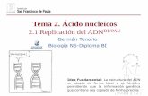 Tema 2. Ácido nucleicos - dpbiologia.weebly.comdpbiologia.weebly.com/uploads/2/1/5/5/21553524/gtp_t2.Ácidos... · El isótopo de nitrógeno normal es N14, mientras que el isótopo