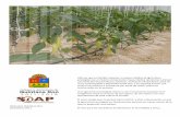 Agricultura Protegida en Quintana Roo - fao … · ma. 2011 Quintana Roo: a en Afirmar que es factible impulsar a niveles inéditos la agricultura protegida con un fuerte componente