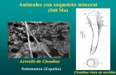 Animales con esqueleto mineral - aragosaurus.com · Cloudina vista en sección Arrecife de Cloudina Salamanca (España) Animales con esqueleto mineral (560 Ma) Cloudina. Reconstrucción