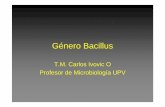 Bacillus [Modo de compatibilidad]academico.upv.cl/doctos/ENFE-6017/{44267BAB-3ED6-4037-8837... · componentes del factor B. Cátedra de Microbiología ... • Agente causal: Bacillus