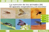 La nutrición de los animales (III) El aparato respiratorio ...iespoetaclaudio.centros.educa.jcyl.es/.../07.ap_resp_excretor.pdf · Aparato excretor en vertebrados Formación de la