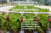 Oidiosis en producción hidropónica - cebem.orgcebem.org/.../Oidiosis_en_la_produccion_Hidroponica_de_LECHUGA.… · lechuga en sistema hidropónico. 2. Estimación de la incidencia