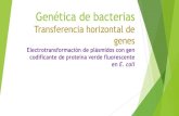 Genética de bacterias Transferencia horizontal de …amyd.quimica.unam.mx/pluginfile.php/4962/mod_resource/content/1... · Elimina sobrenadante por decantación QUEDARÁ CONCENTRADO