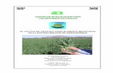 CENTRO DE INVESTIGACION PARA LOS …cirena.org/images/proyectos/T.pdf · fecha importantes cultivos tradicionales como el maíz y el sorgo en verano y la avena y el ryegrass entre