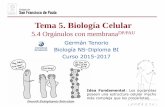 Tema 5. Biología Celular - dpbiologia.weebly.comdpbiologia.weebly.com/uploads/2/1/5/5/21553524/gtp_t5.células__4... · citocinas y enzimas que deben ser llevadas a otros lugares