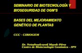 BIOSEGURIDAD DE OGM’S - conacyt.gob.mx · la producción de semilla híbrida en escala comercial para aprovechar la heterosis. j) Híbridos obtenidos entre maíz y sorgo en el CIMMyT.