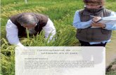 Germoplasma de arroz utilizado en el paísbiblioteca.inia.cl/medios/biblioteca/boletines/NR40119.pdf · mejoramiento futuro del arroz. A pesar de la variabilidad genética disponible