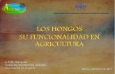 LOS HONGOS SU FUNCIONALIDAD EN …apps2.semarnat.gob.mx:8080/sissao/archivos/JAVIER TELLO... · LOS HONGOS SU FUNCIONALIDAD EN AGRICULTURA J. Tello Marquina Grupo de investigación