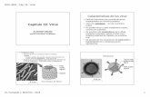 Capítulo 19: Virus - academic.uprm.eduacademic.uprm.edu/fbird/Biol 3052/3052-2016-cap-19-ppt.pdf · – La enzima retrotranscriptasa (“reverse transcriptase”) cataliza la síntesis