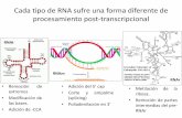 Procesamiento post-transcripcional del RNAdepa.fquim.unam.mx/amyd/archivero/16CodigoGenetico_19852.pdf · Las proteínas ribosomales se importan al núcleo para formar partículas